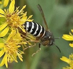 Dolichovespula albida