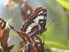 Limenitis lorquini