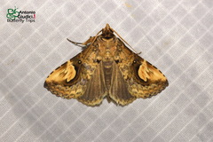 Pseudosphetta fissisigna