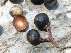 Sapindus mukorossi
