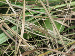 Takydromus wolteri