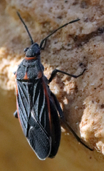Melacoryphus lateralis