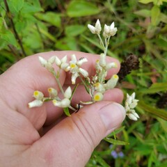 Pseudognaphalium obtusifolium