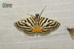 Dichocrocis rigidalis