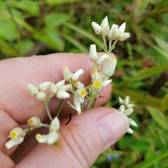 Pseudognaphalium obtusifolium