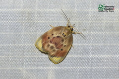 Ballatha aurata