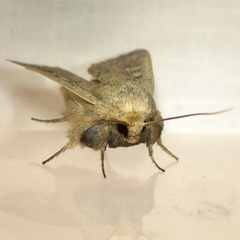 Leucania pseudargyria