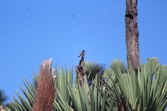 Thryomanes bewickii