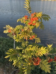Sorbus