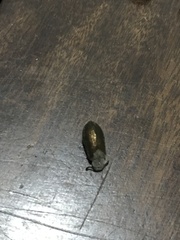 Lagria villosa