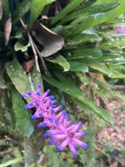Aechmea gamosepala