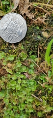 Lunularia cruciata