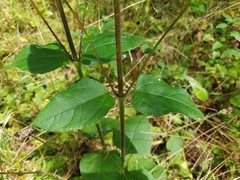 Helianthus atrorubens