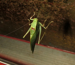 Microcentrum retinerve