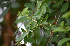 Cocculus diversifolius