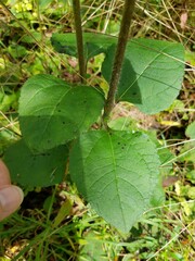 Helianthus atrorubens