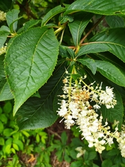 Clethra barbinervis
