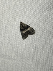 Pococera asperatella