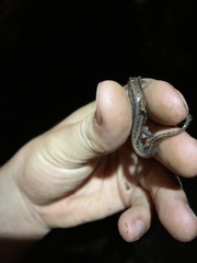 Desmognathus ochrophaeus