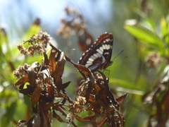 Limenitis lorquini