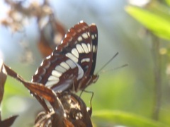 Limenitis lorquini