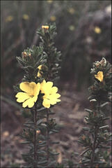 Hibbertia sericea
