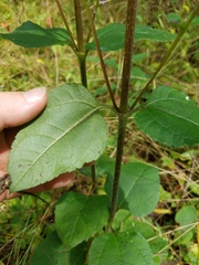 Helianthus atrorubens