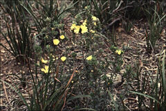 Hibbertia sericea