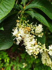 Clethra barbinervis