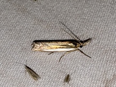 Crambus leachellus