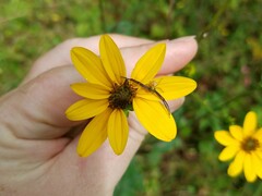 Helianthus atrorubens