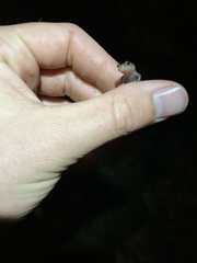 Desmognathus ochrophaeus