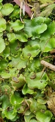 Lunularia cruciata