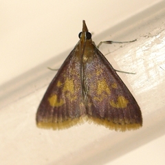 Pyrausta acrionalis