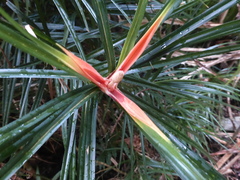 Freycinetia excelsa