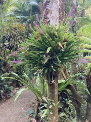 Aechmea gamosepala