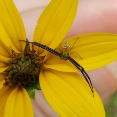 Misumenoides formosipes