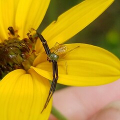 Misumenoides formosipes