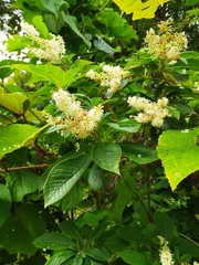 Clethra barbinervis