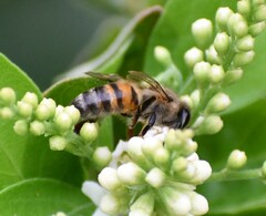 Apis mellifera