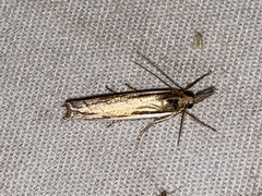 Crambus leachellus