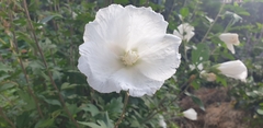 Hibiscus syriacus