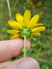 Helianthus atrorubens