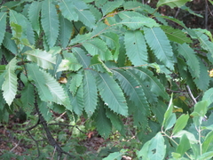 Castanea