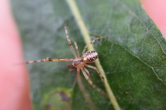Theridion