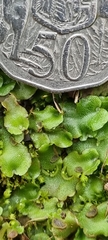 Lunularia cruciata