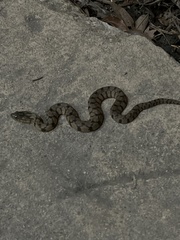 Nerodia rhombifer