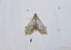 Sericoplaga externalis