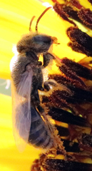 Perdita