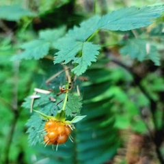 Rubus spectabilis